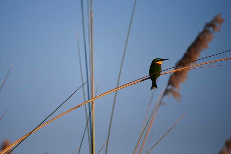 dsc_0107-standard-bo126t.jpg