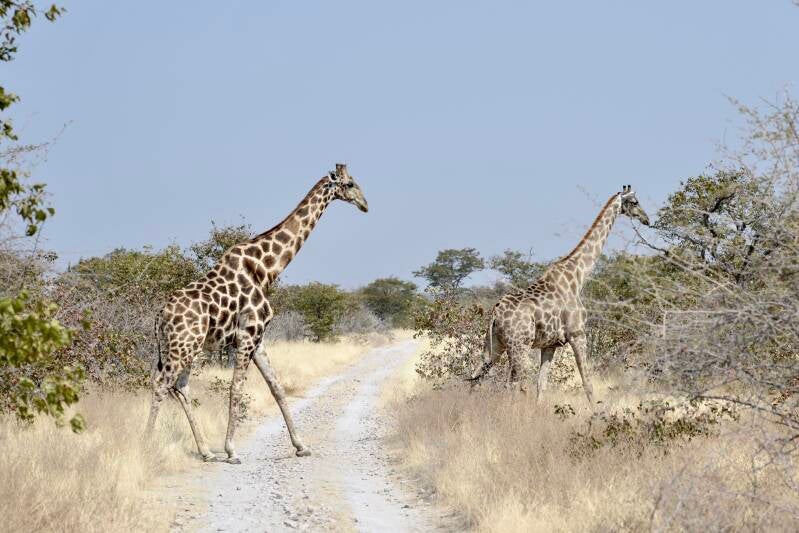 dsc_2279-standard-0kmdc1.jpg