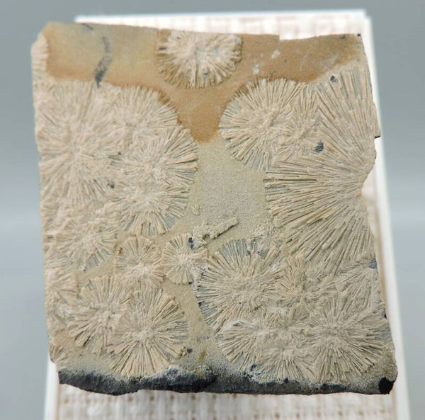 Crandallite from Belgium – miniature