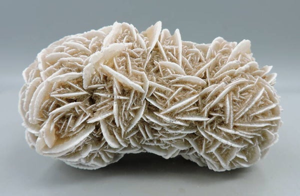 Desert rose from Mexico – cabinet size