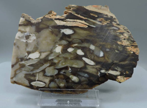 Petrified peanut wood slab / slice from Australia – cabinet size