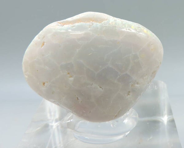 Opalized fossil clam shell from Coober Pedy, Australia – thumbnail