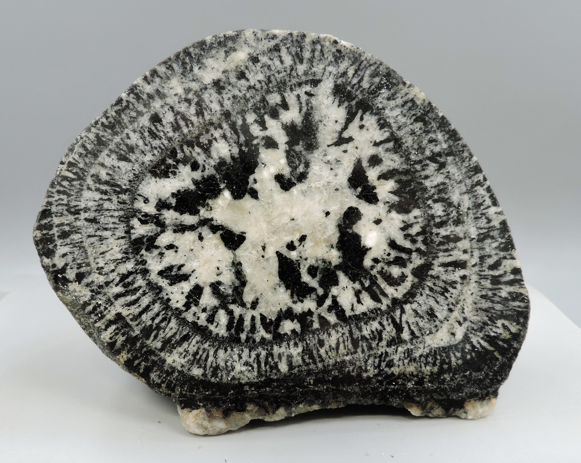 Rare 2700 million years old orbiculite from Australia – cabinet size