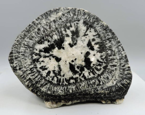 Rare 2700 million years old orbiculite from Australia – cabinet size