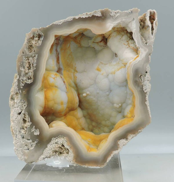 Petrified coral from Tampa Bay, Florida – cabinet size