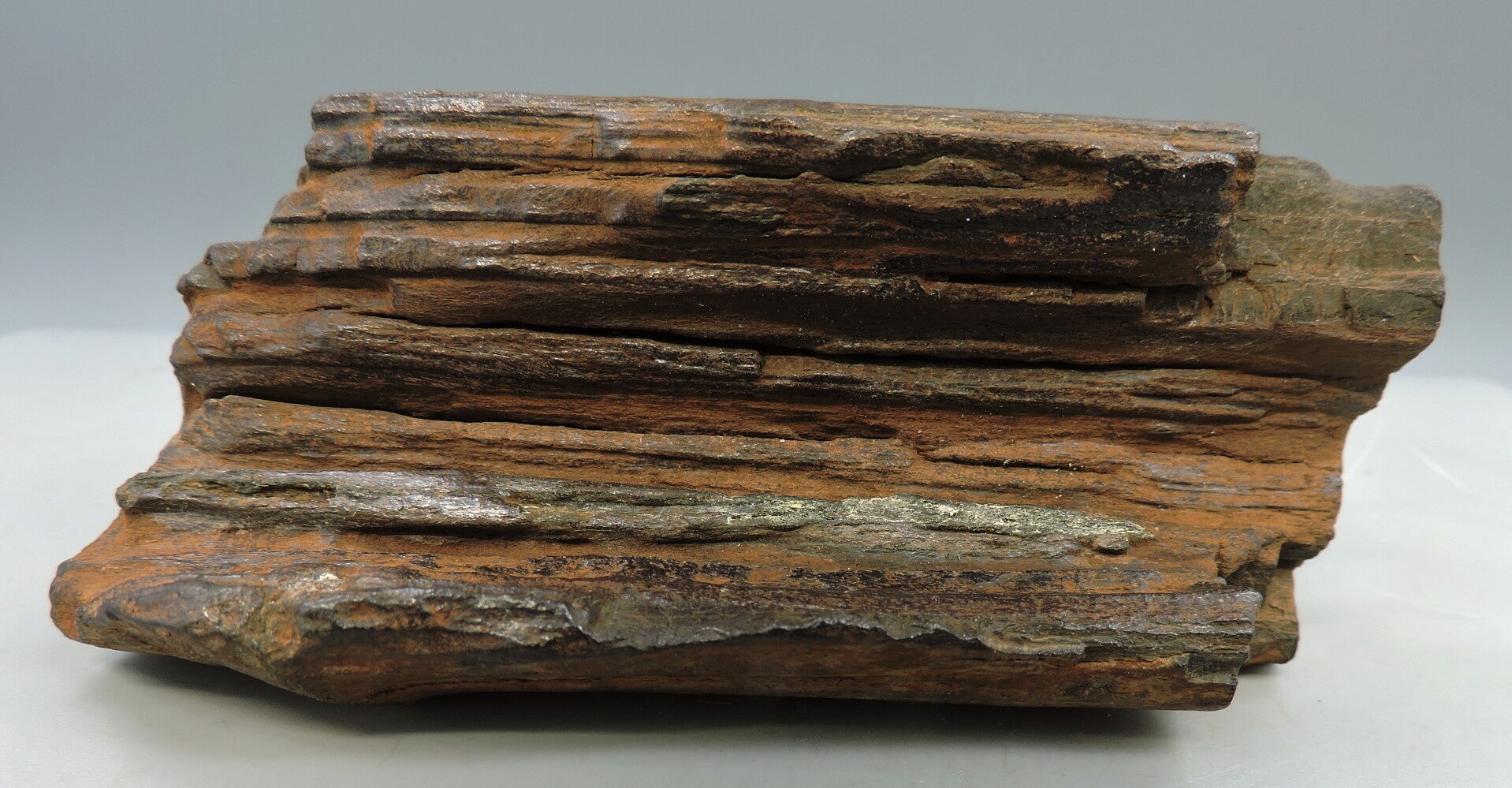 Petrified wood from the Netherlands – cabinet size