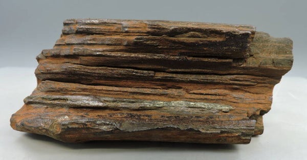 Petrified wood from the Netherlands – cabinet size