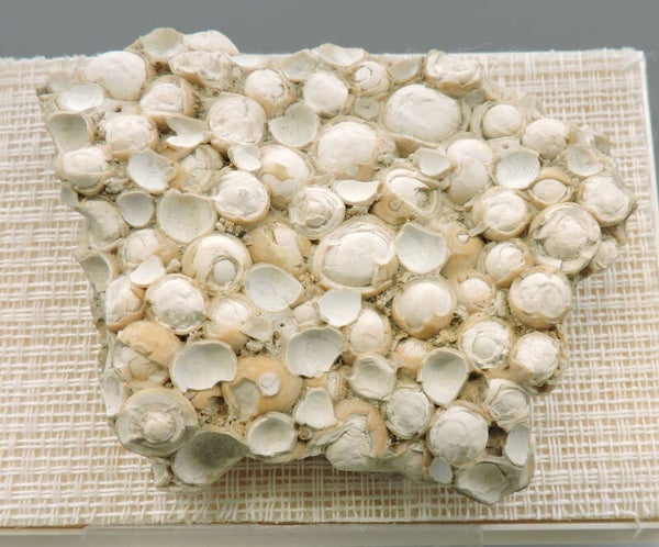 Karlsbader sprudelstein / pisolite, aragonite, calcite from the Czech Republic – miniature