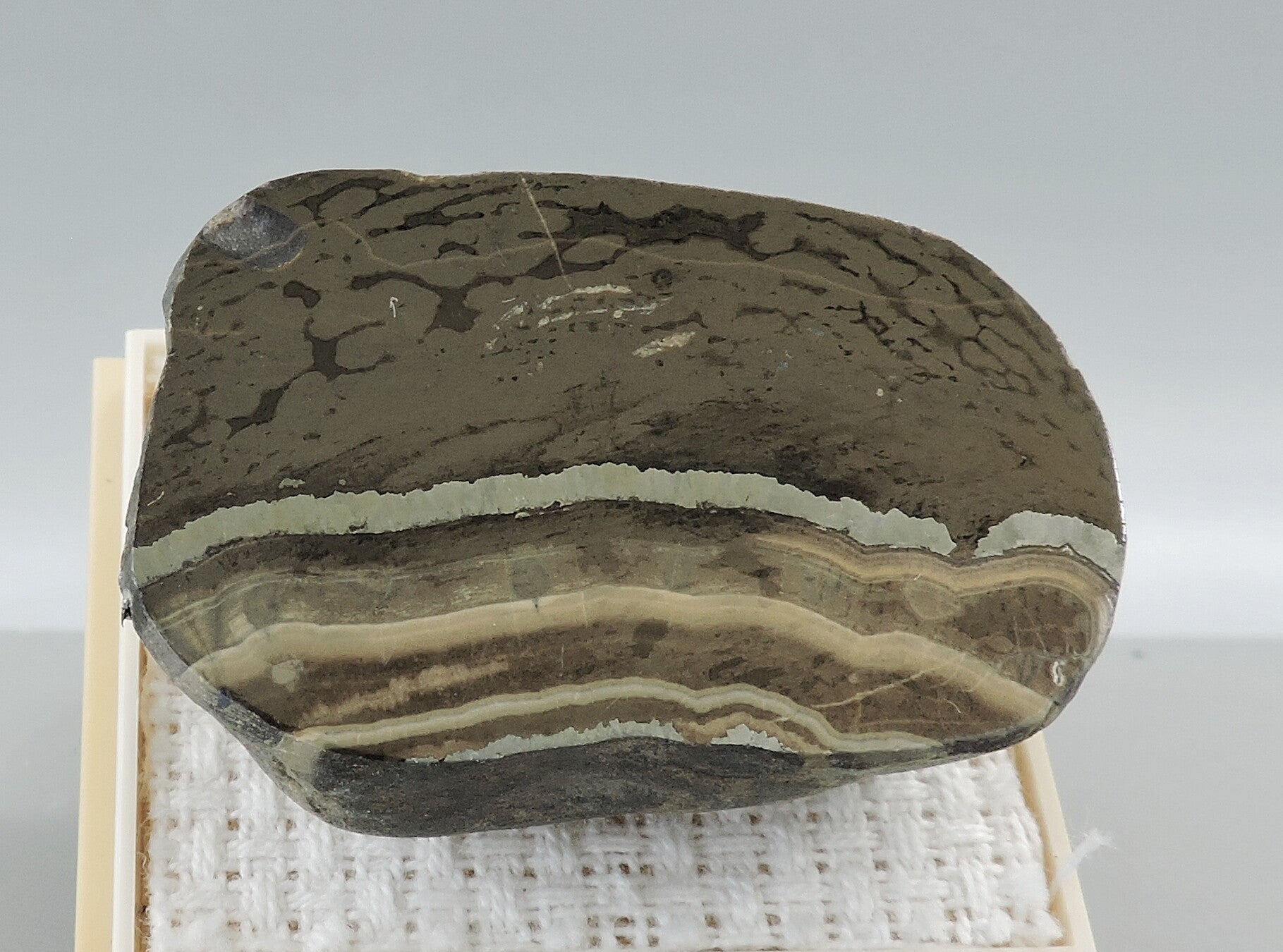 Polished schalenblende from Belgium – miniature
