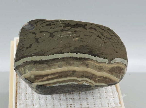 Polished schalenblende from Belgium – miniature