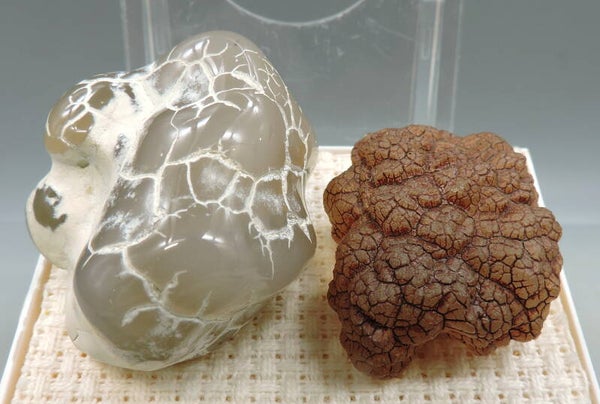 Set of 2 snakeskin agates from Oregon, USA – thumbnails