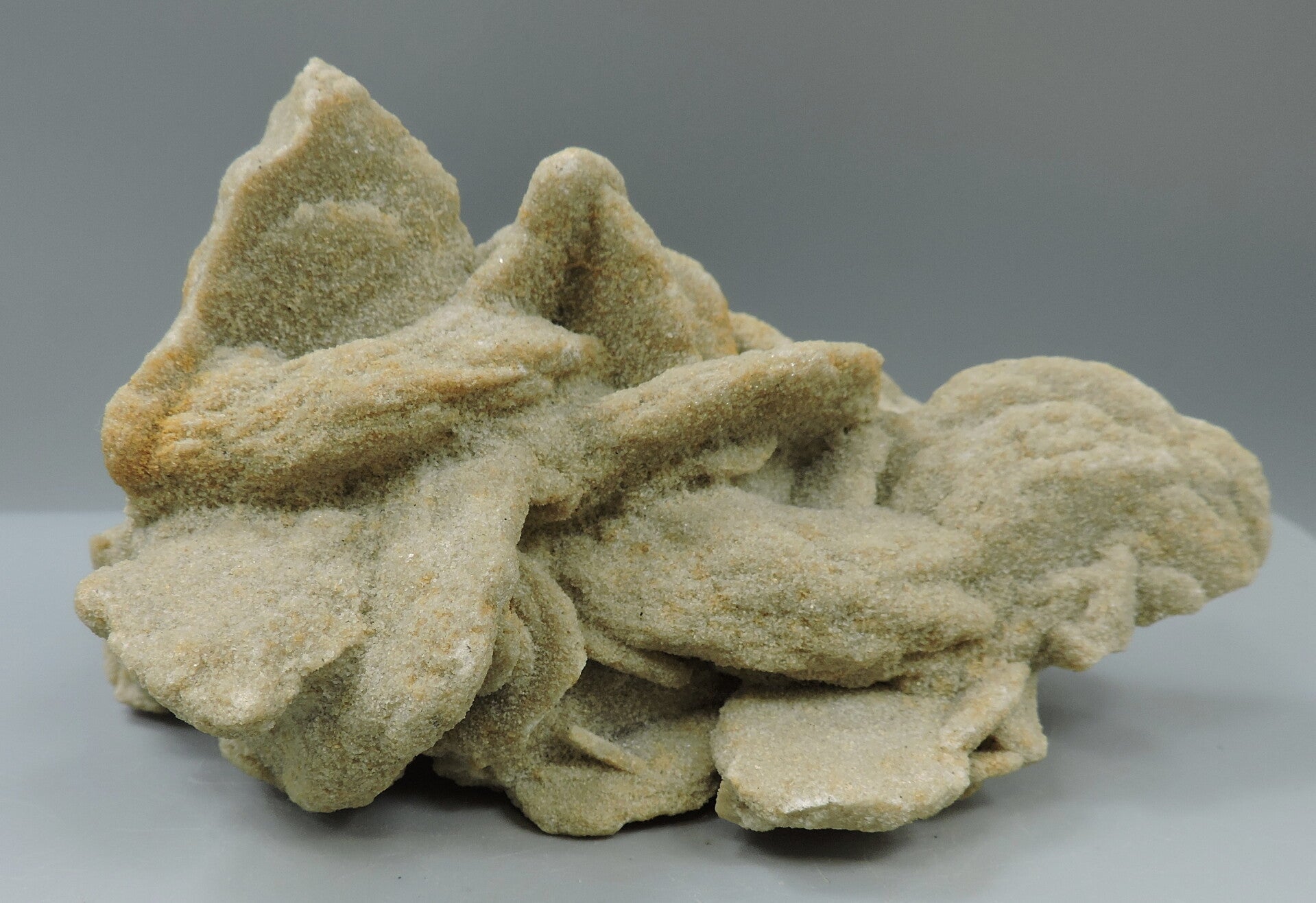 Baryte sand rose from Germany – cabinet size