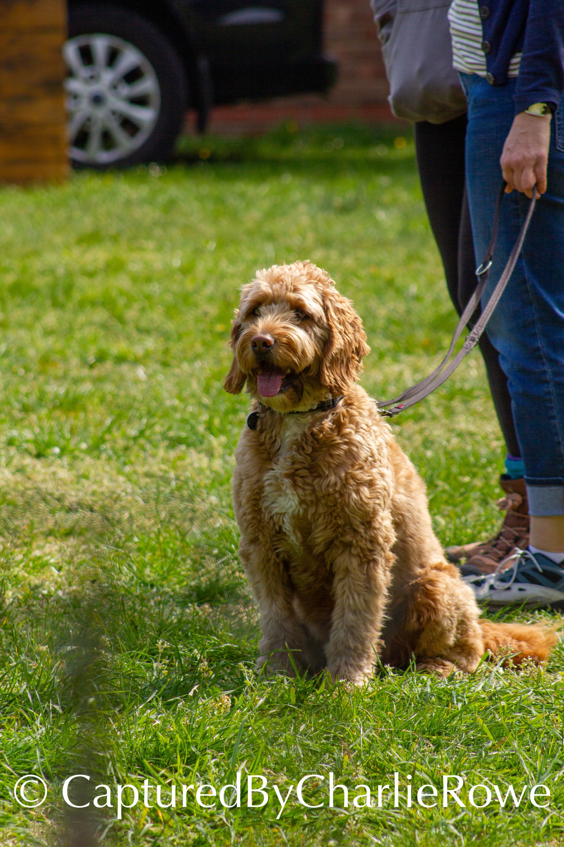 emma-s-dog-show-april-2026-46-standard-l6a15o.jpg