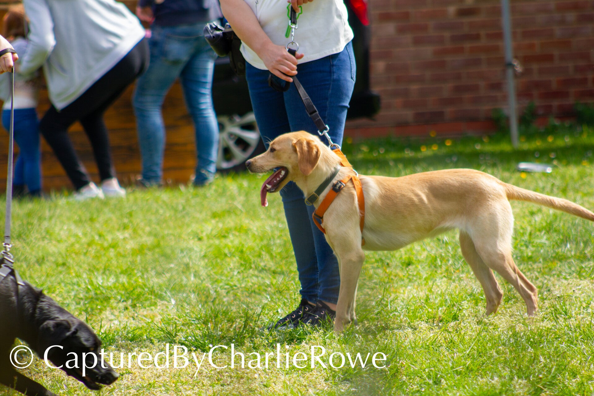 emma-s-dog-show-april-2026-49-standard.jpg
