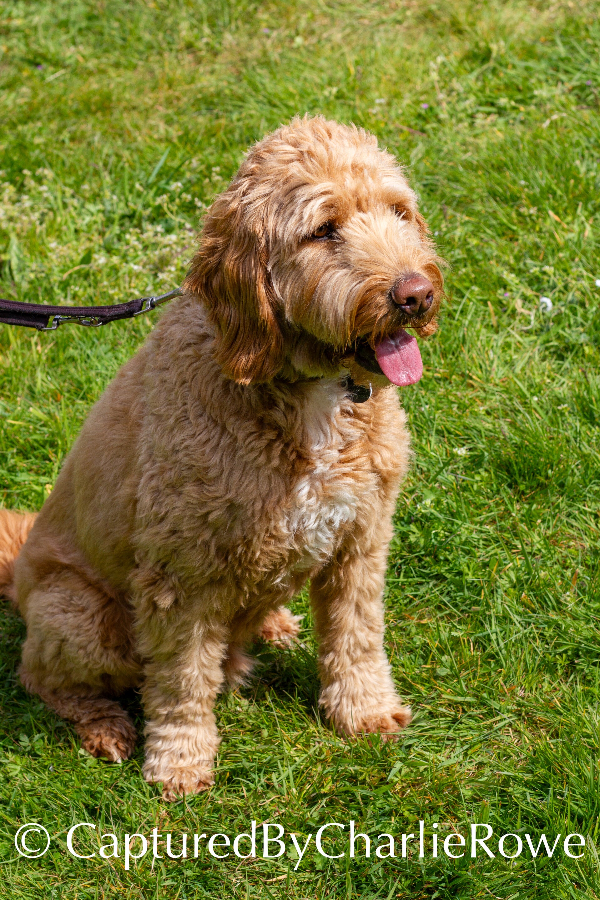 emma-s-dog-show-april-2026-54-standard.jpg