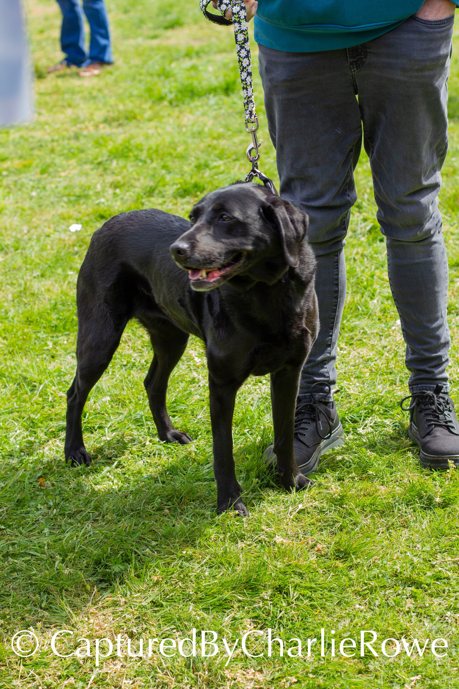 emma-s-dog-show-april-2026-58-standard.jpg