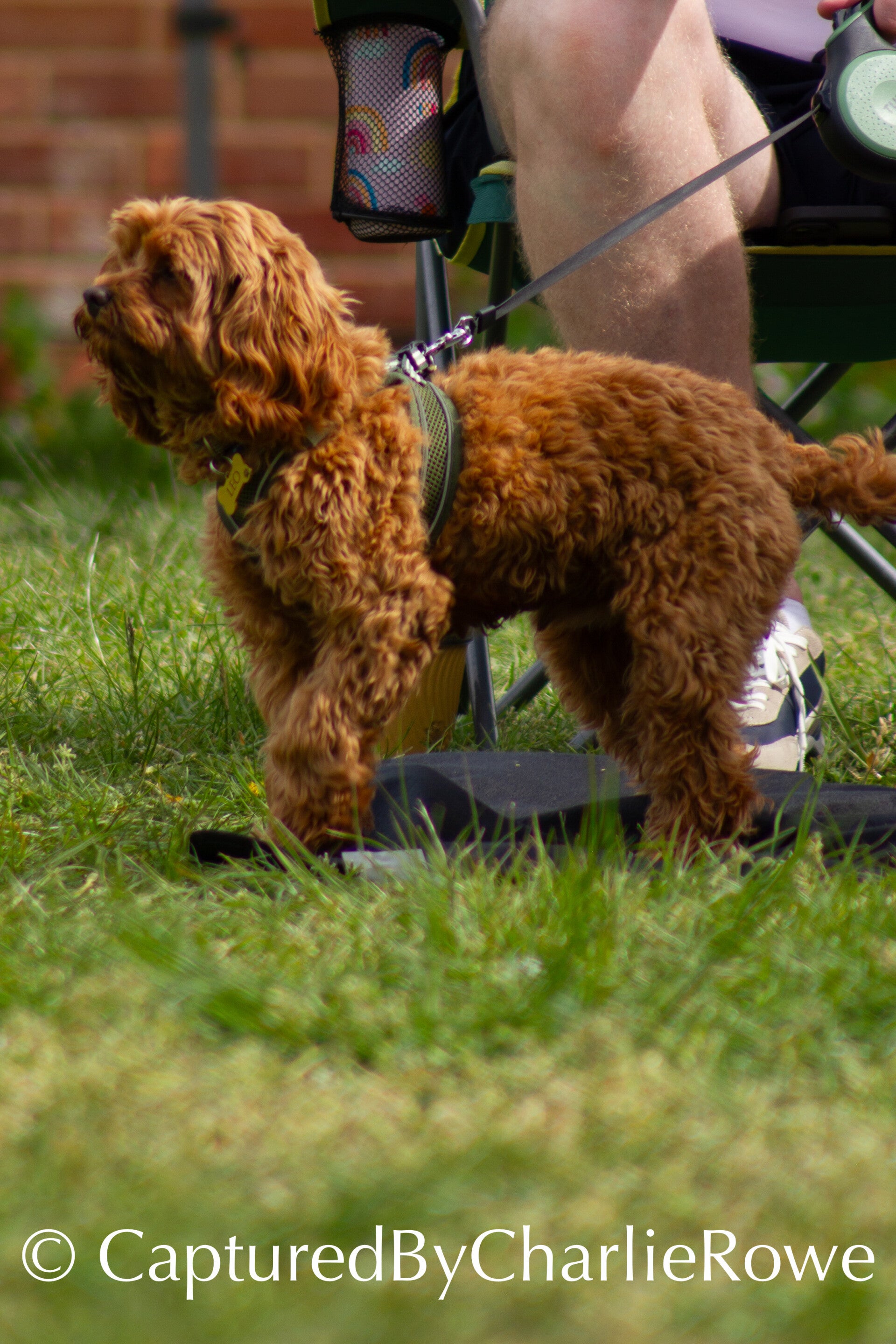 emma-s-dog-show-april-2026-77-standard.jpg