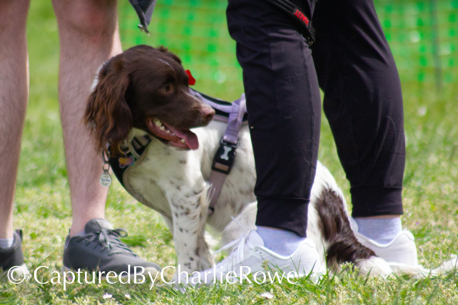 emma-s-dog-show-april-2026-82-standard.jpg