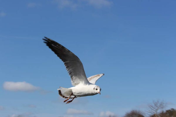 Seagull Flying