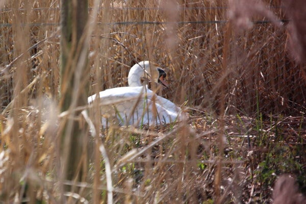 Swan on Nest