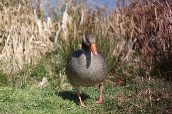 Goose 2