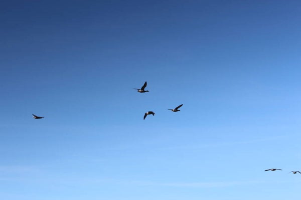 Birds flying in a blue sky