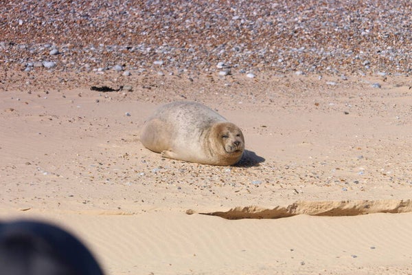 Grey Seal