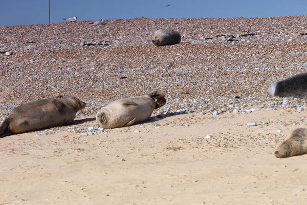 Grey Seals 2
