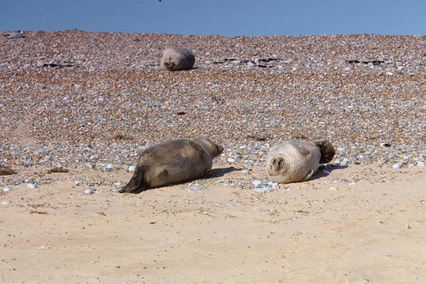 Grey seals 3