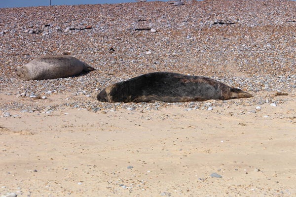 Grey Seals 4