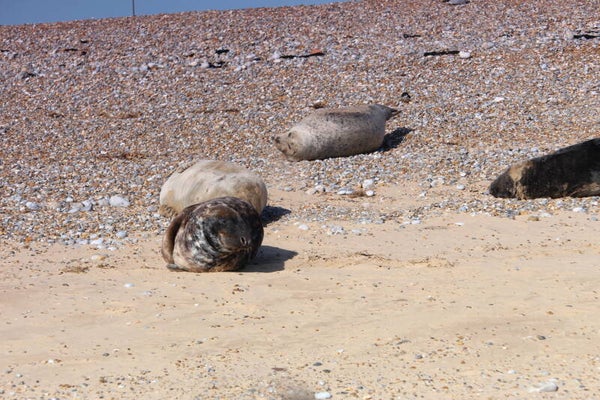 Grey Seals 5