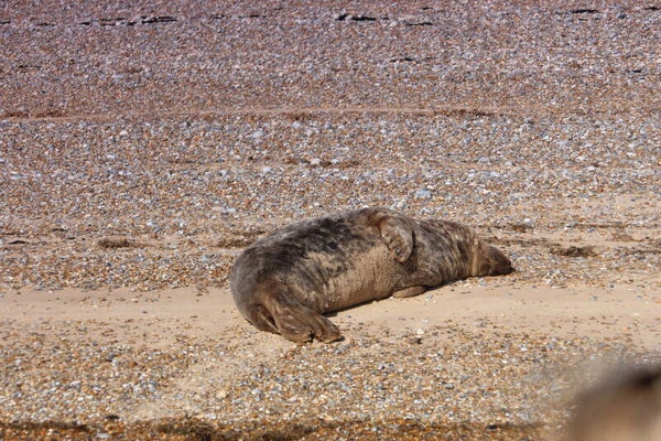 Grey Seal 7