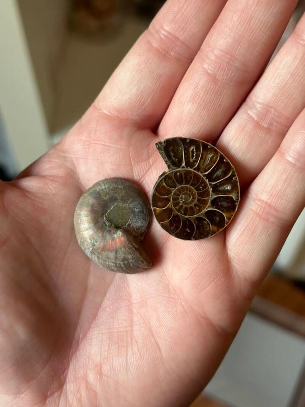 Geopaliseerde Ammoniet