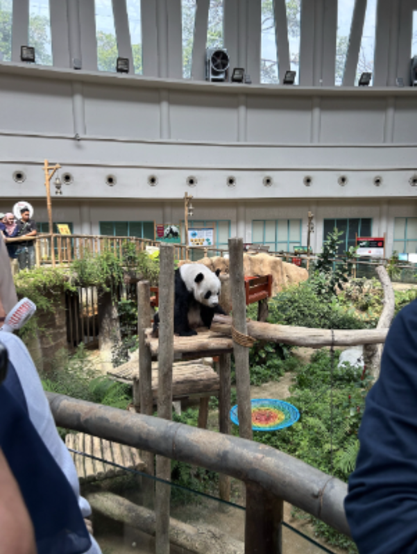 Pandas Zoo Negara Kuala Lumpur 