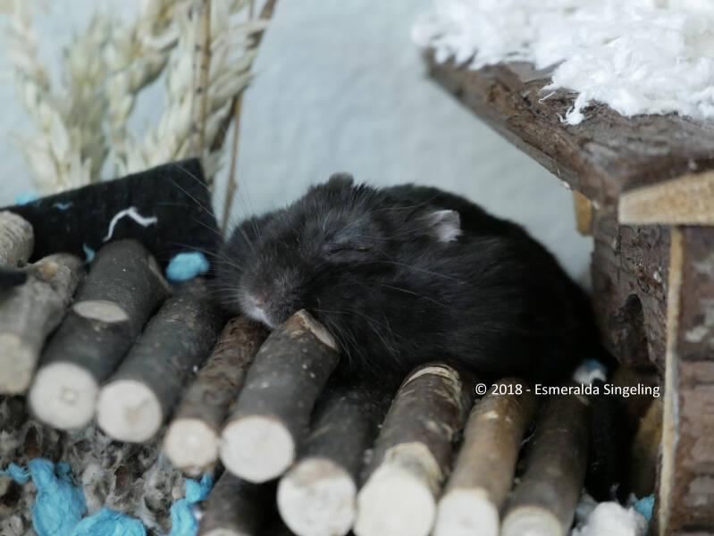 Zorro - Russische Dwerghamster