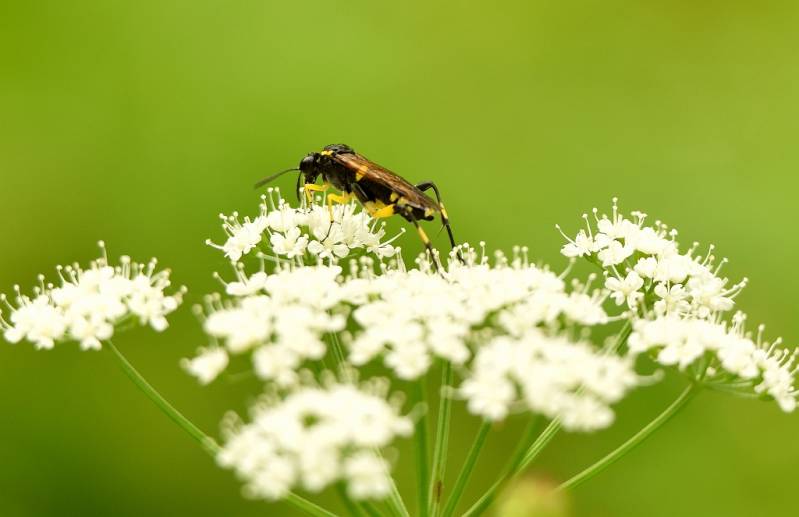 Bladwesp ( Macrophya montana )