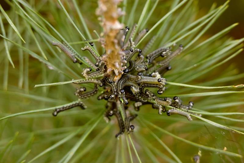 Rode den bladwesp larve ( Neodiprion sertifer )