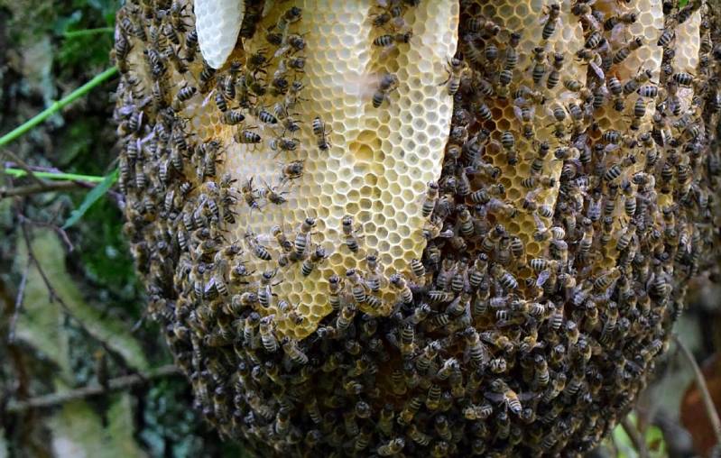 Honingbij ( Apis mellifera )