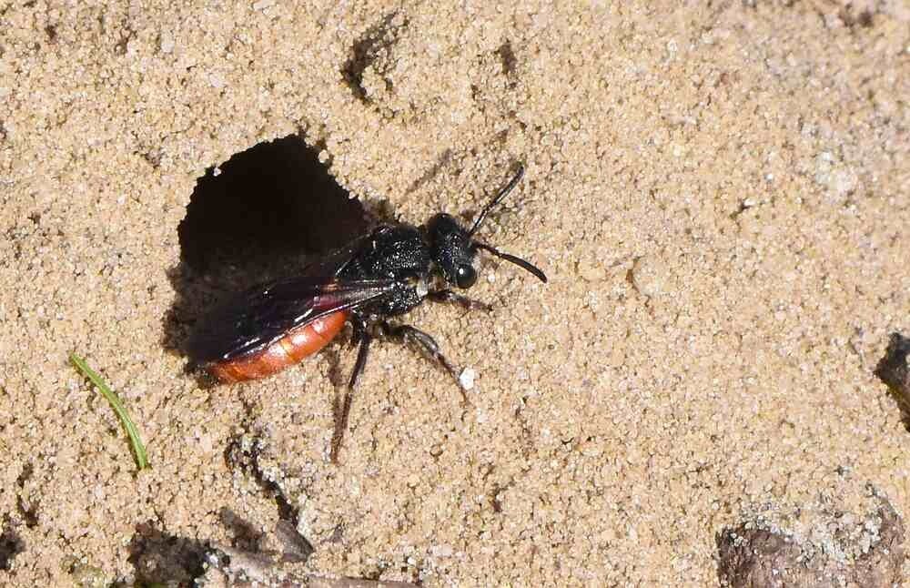 Grote bloedbij vrouwtje