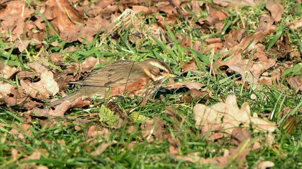 Koperwiek ( Turdus iliacus )