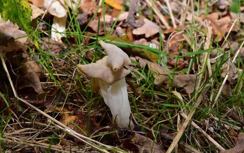 Witte kluifzwam