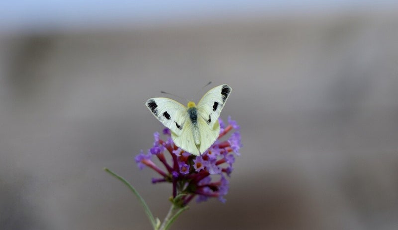 Scheefbloemwitje ( Pieris mannii )