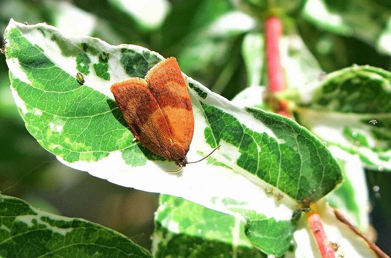 Anjerbladroller ( Cacoecimorpha pronubana )
