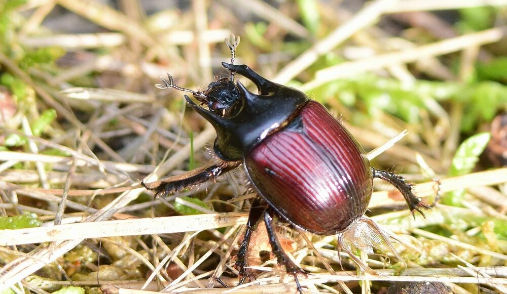 Driehoornmestkever ( Typhaeus typhoeus )