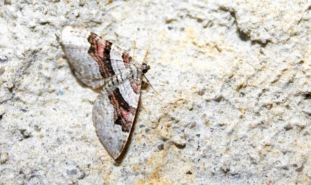 Koolbandspanner (  Xanthorhoe designata )