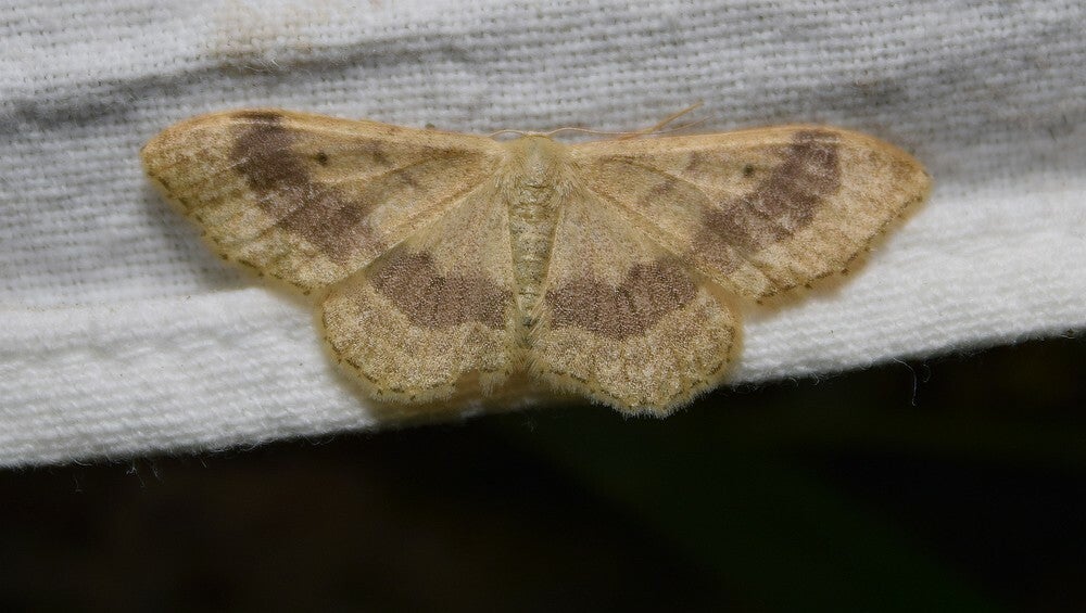 Grijze stipspanner ( Idaea aversata )