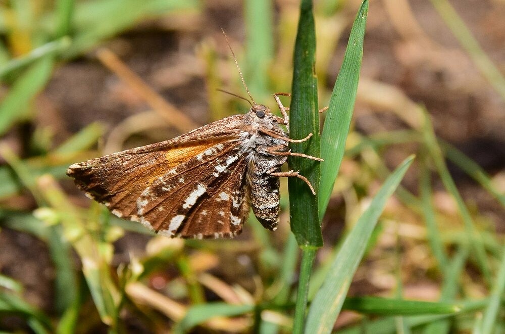 Dennenspanner ( Bupalus piniaria )
