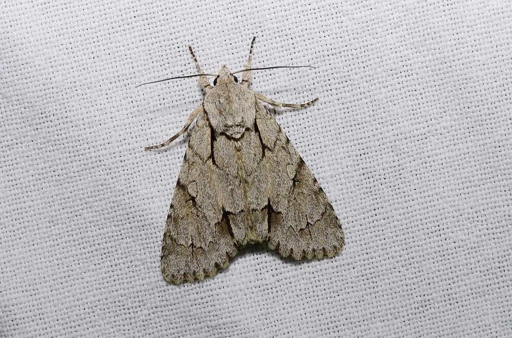Drietand ( Acronicta tridens )