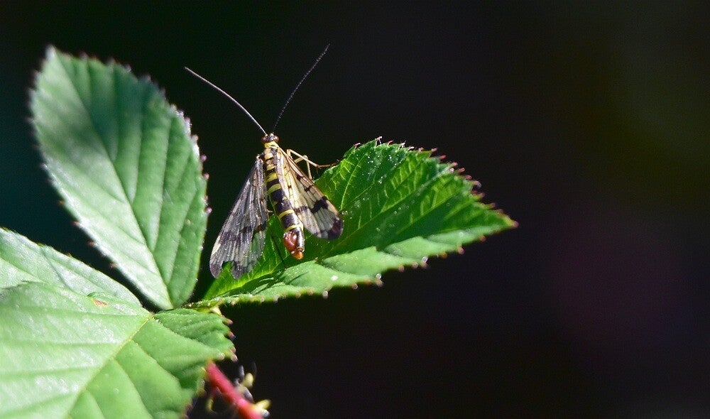 Gewone schorpioenvlieg