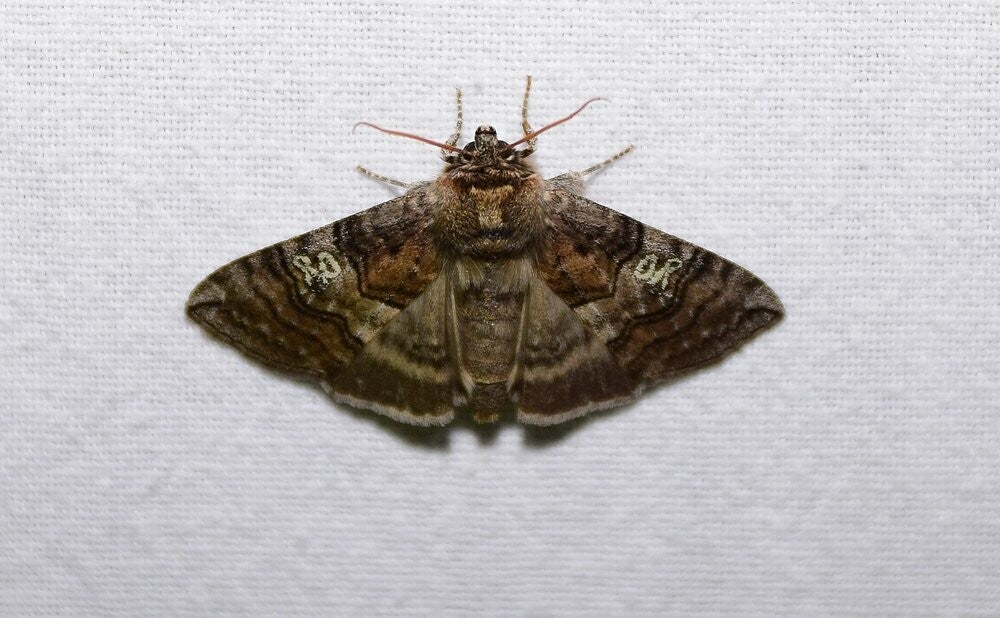 Peppel Orvlinder ( Tethea ocularis )